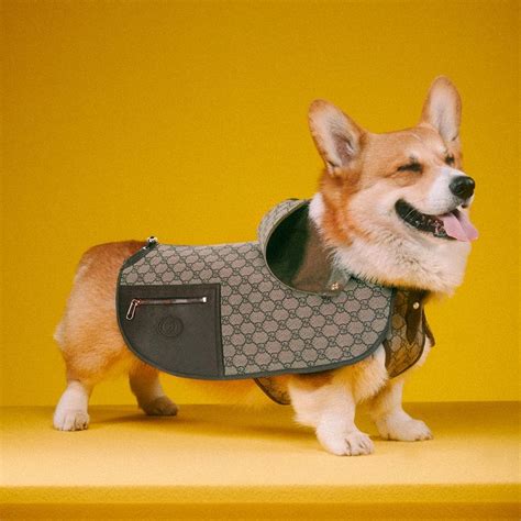 gucci honkbalpet|Designer Pet Collection & Accessories .